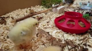 The list of 10+ do baby chicks need toys