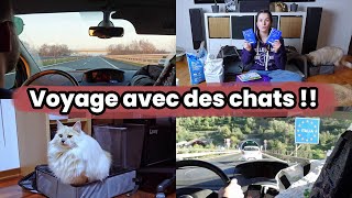 On Part En Voyage En Italie Avec Des Chats Pour Les Vacances Conseils Unboxing Vlog