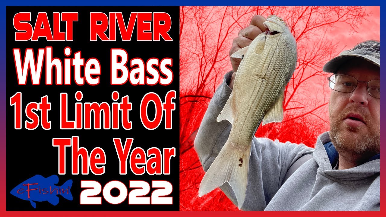 Salt River White Bass 2022  First Limit Of The Year 