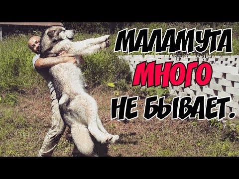 Видео: Аляскинский маламут