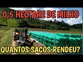 rendimento de 0,5 hectare de milho, silagem ensacada, teor de MS, finalizando nossa silagem