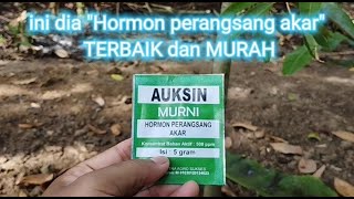 Hormon perangsang akar Terbaik dan Murah