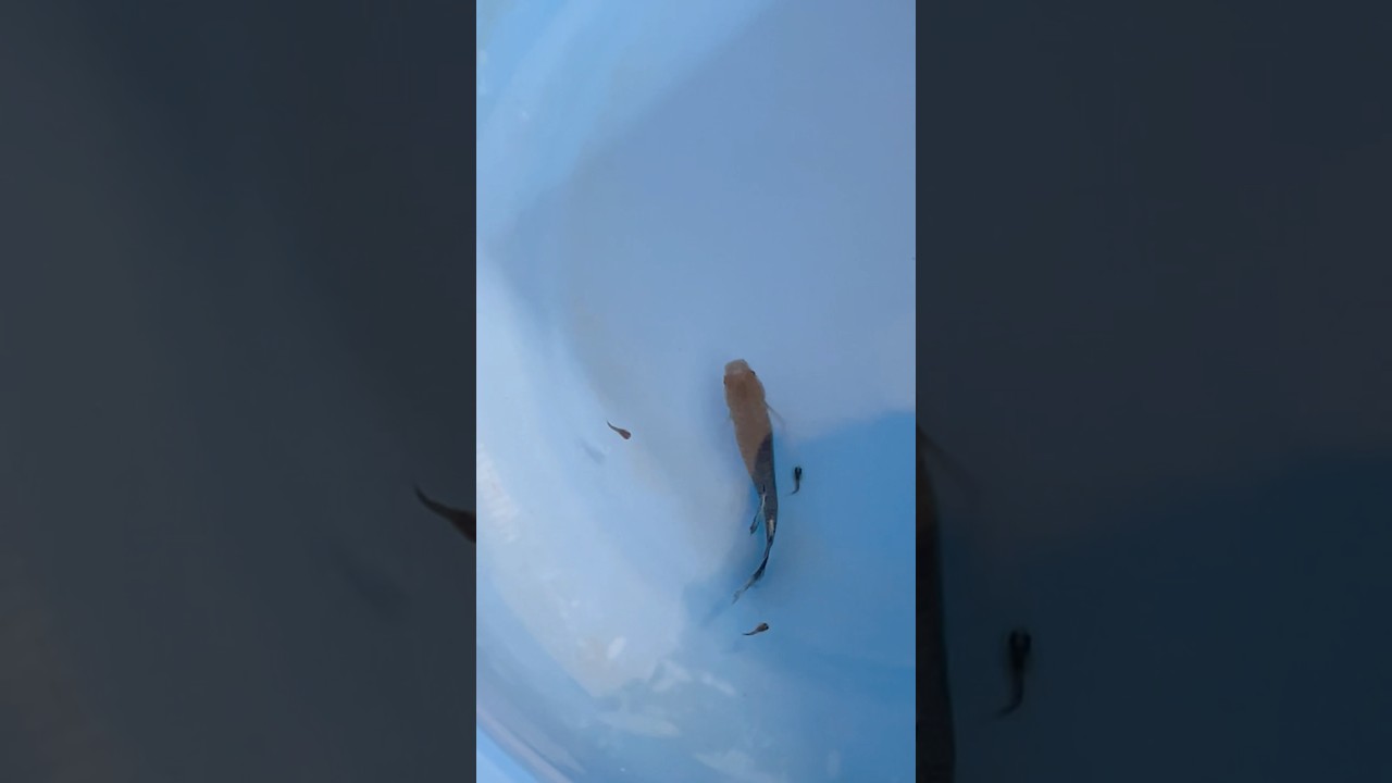 Guppy fish giving birth 