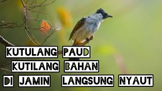 100 % cocok untuk memancing KUTILANG AGAR LANGSUNG NYAUT \u0026 GACOR.