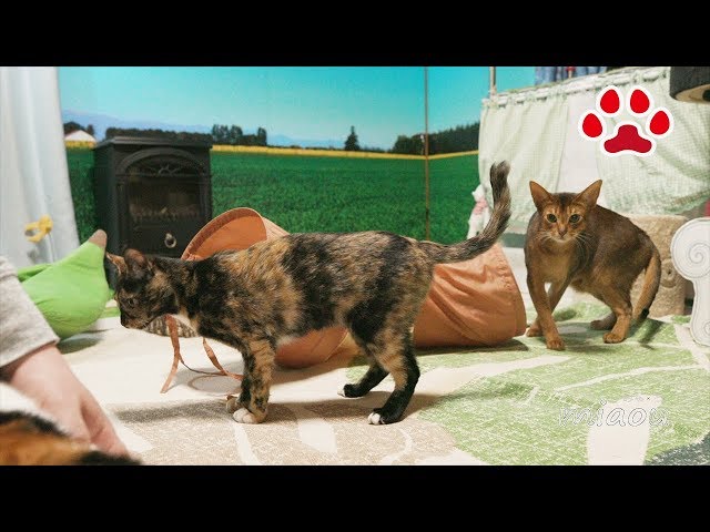 引きずってくる仔猫【瀬戸のらな日記】Kitten plays Fetch