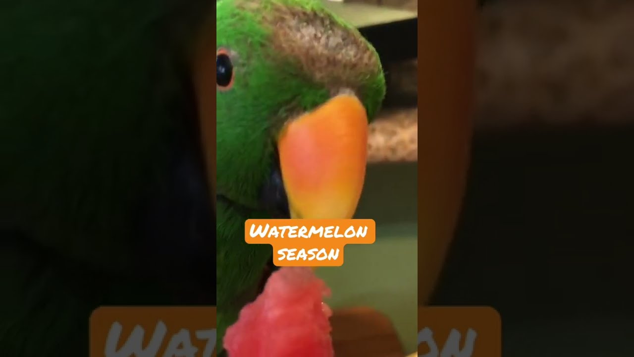 Eclectus parrot eating watermelon healthy parrot food best parrot