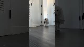 Do Phantom Pups Bark Or Boo?