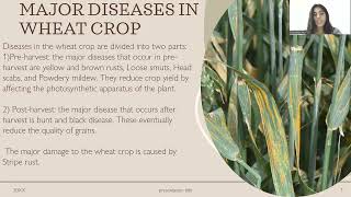 Major diseases in wheat, paddy and cotton crop in punjab