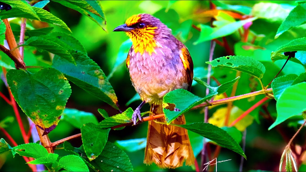 Chim rừng bông lau họng vạch