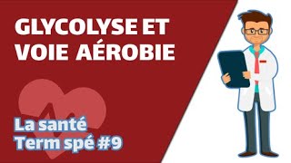 Glycolyse et voie aérobie - SVT - SANTÉ Term spé 9 - Mathrix