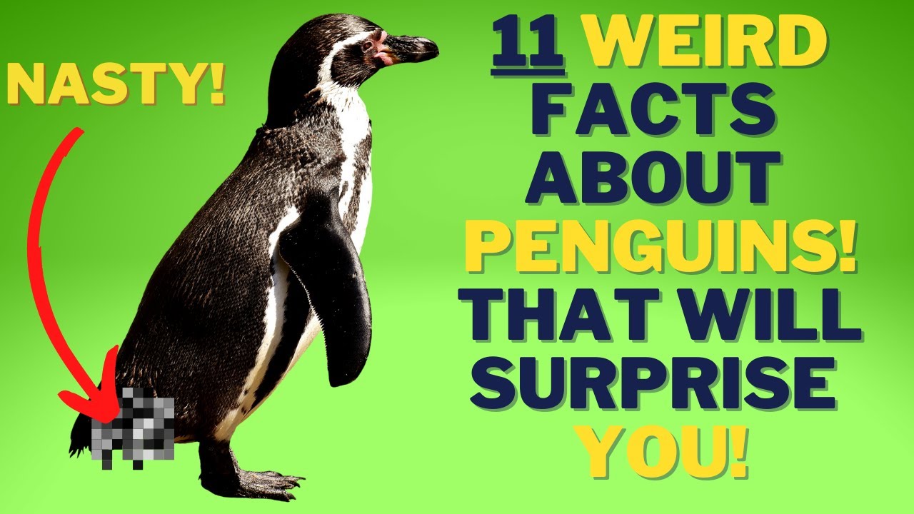 11 SURPRISING FACTS ABOUT PENGUINS You NEVER KNEW YouTube 11-surprising-facts-about-penguins-you-never-knew-youtube