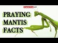 Surprising Praying Mantis Facts You Probably Didn&#39;t Know!
