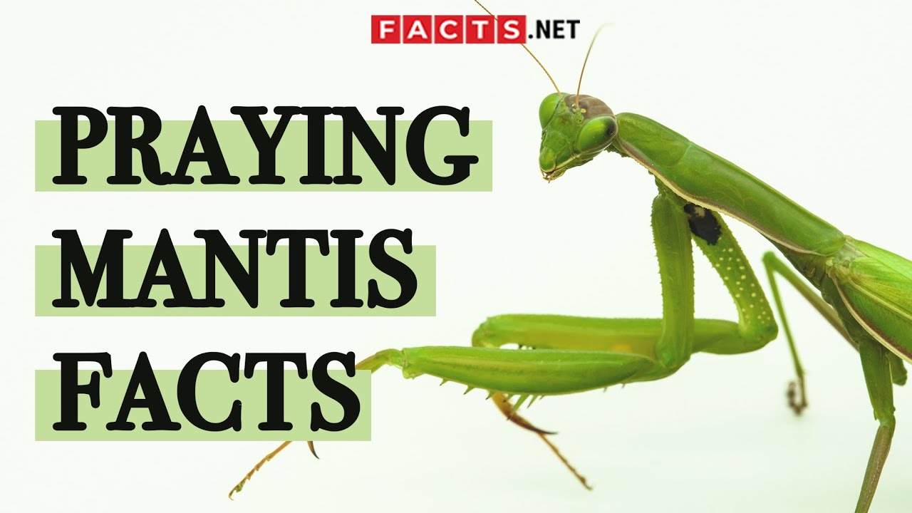 Is Brown Praying Mantis Poisonous?