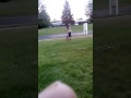 training my pit bull training my pit bull