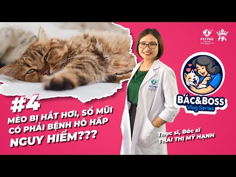 Video: Tại sao làm chó chà đầu của họ trong cỏ?