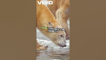 Cuộc Chiến Sinh Tồn Của Gấu Bắc Cực