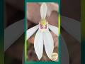 The Most Beautiful Orchid & Relaxing Nature Sounds