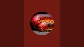 Sat millipede jren nas🪱🍉🥰 #millipede #animals #live #livestream #shortsfeed