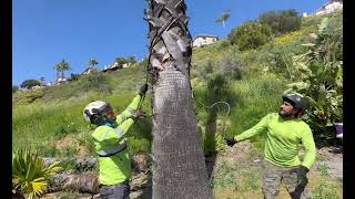 Como poner soga de jalón sin trepar a palmeras con cáscara