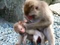 伊豆、波勝崎苑の猿(ギャルママ)Macaque Monkeys