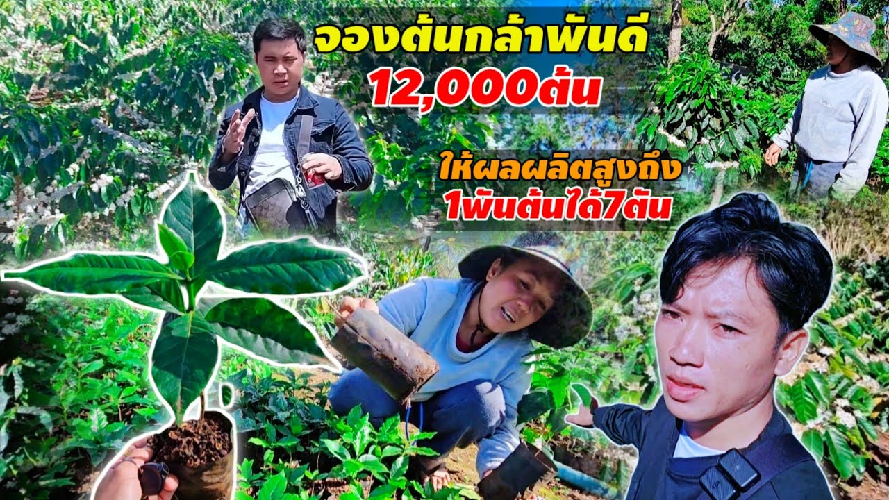 ต้นกาแฟที่บ่าวเตียงกำลังเตรียมปลูก 10 มีนาคม ค.ศ. 2026