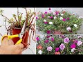 5 URGENT Things To Do On Portulaca NOW For HEAVY Flowering