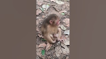 #TrendingShorts #CuteAnimals #AnimalShorts #FunnyAnimals #CuteAndFunny #ViralVideo #ForYou