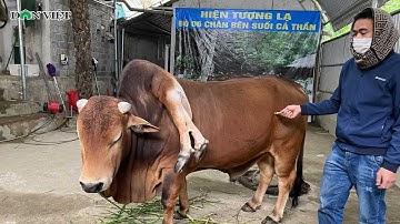 Kỳ Lạ Con Bò Sáu Chân Tại Suối Cá Thần Ở Cẩm Lương, Thanh Hóa | Báo Dân Việt