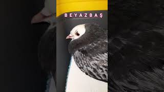 BEYAZBAŞ 🕊 #pigeon #taube #güvercin #electricity #overheadlinevoltage #catenary #injured #blood #sos