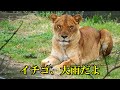 イチゴ、大雨だよ　〜 Lion (ライオン)〜　～ 多摩動物公園 ～