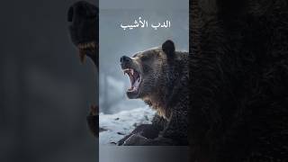 #معلومات عن الدب الأشيب #عالم الحيوان#shorts#shortsvideo