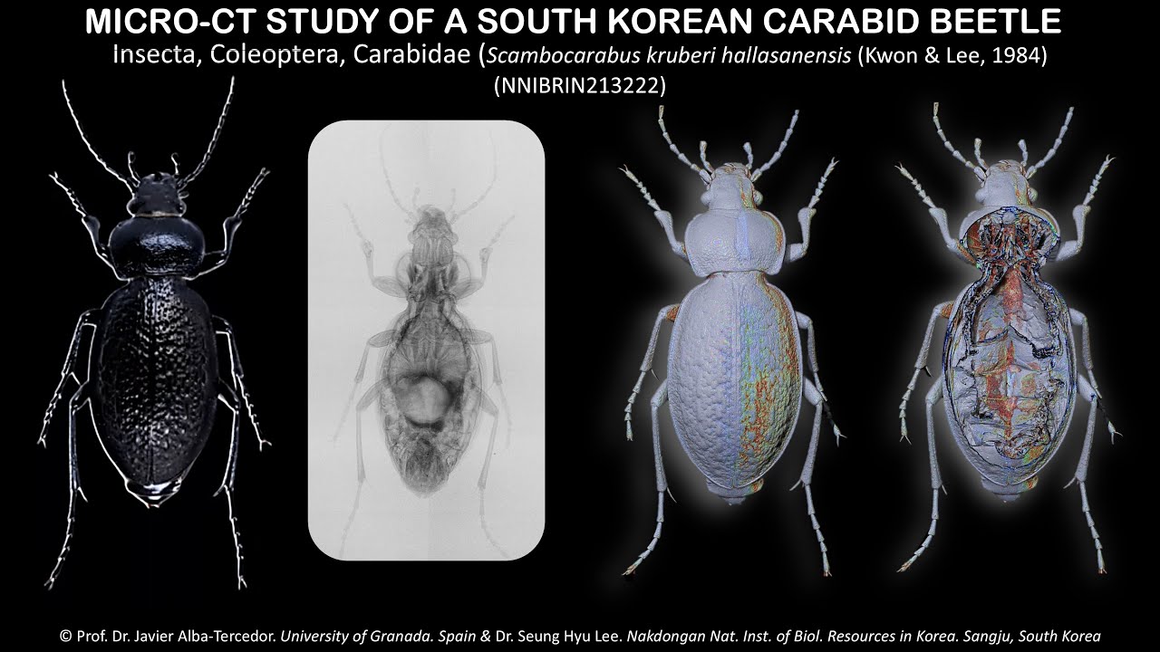 Micro-CT Study of a South Korean Carabid beetle species