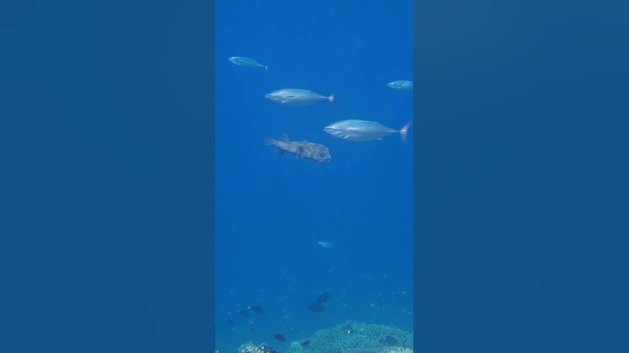 marine-life-in-maldives-underwater-world-shorts-youtube