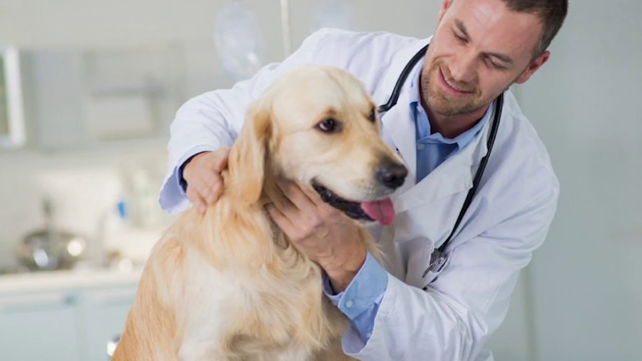 Обследование собак. Обследование животных. Клиническое обследование животных. Осмотр ветеринара. Ветеринар с собакой.