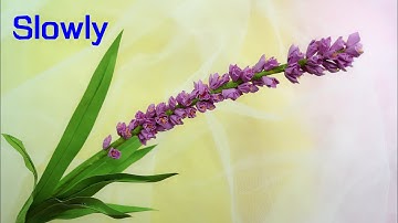 ABC TV | How To Make Paper Flower #4 (Slowly) - Craft Tutorial