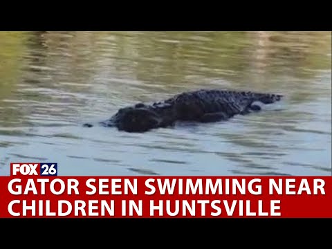 Gator seen swimming near children in Huntsville