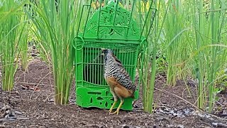 terpaksa pikat andalan tempur kembali.MIKAT PUYUH HUTAN