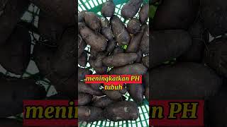 Download Lagu Voordelen en werkzaamheid van zwarte aardappelen voor de gezondheid || #mijntuin #dorp #natuurlijk #oom #voordelen #gezond MP3 Download Lagu Voordelen en werkzaamheid van zwarte aardappelen voor de gezondheid || #mijntuin #dorp #natuurlijk #oom #voordelen #gezond MP3
