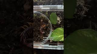 set up my centipede’s enclosure w/ me 𓆨 #bug #centipede #millipede #arthropods #animals #pets