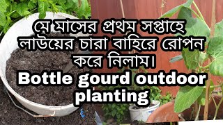 Shoker bagan uk 2021/bottle gourd outdoor planting/কিভাবে লাউয়ের চারা গাছগুলো বাহিরে দিতে হয়