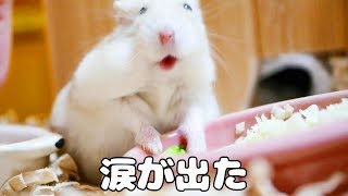 【続報】手術のため病院へ行く直前のモワルの様子に、嬉しさと複雑な気持ちで泣けました 【続報】手術のため病院へ行く直前のモワルの様子に、嬉しさと複雑な気持ちで泣けました