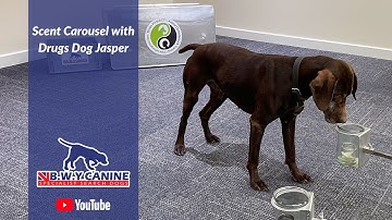 Scent Carousel with Drugs Dog Jasper