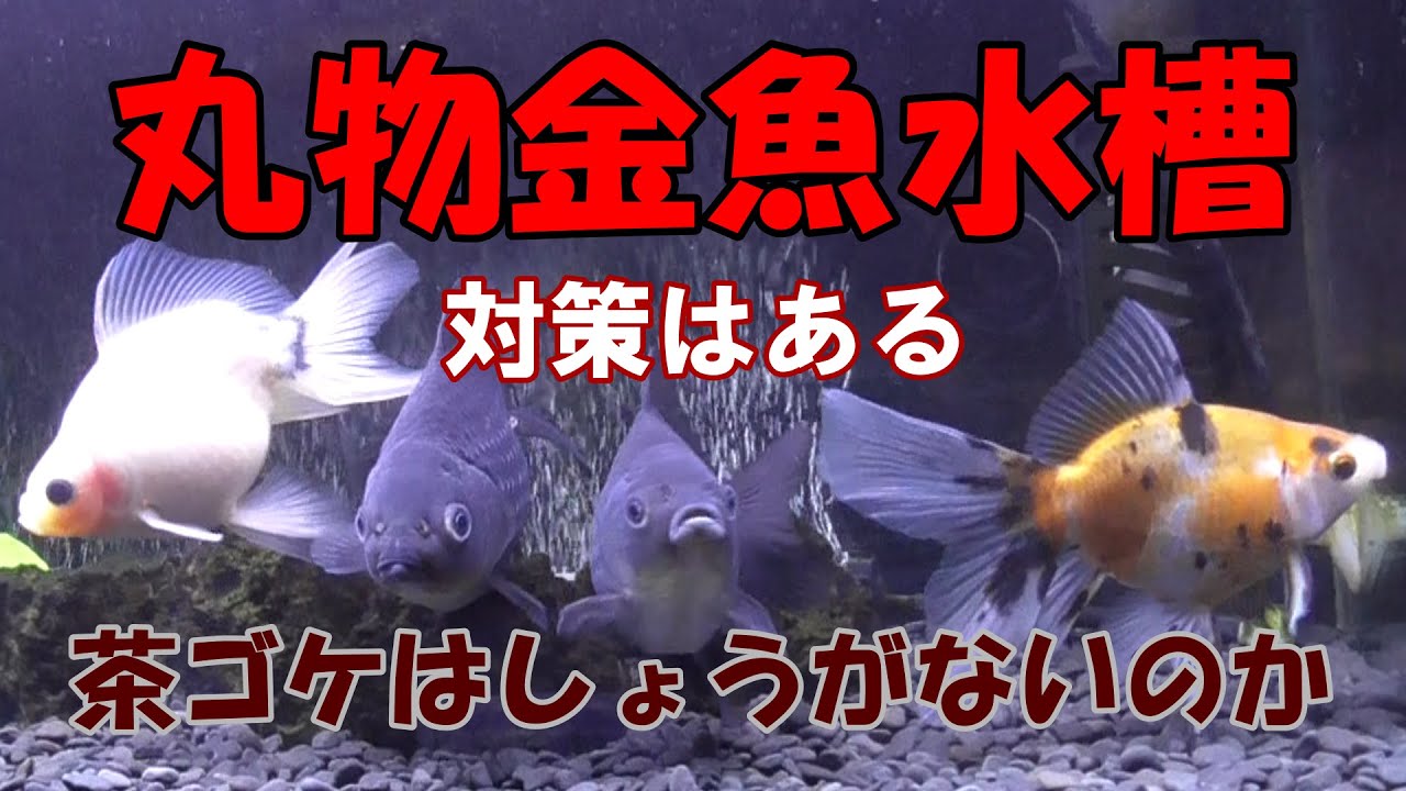 金魚飼育 丸物金魚水槽 茶ゴケ対策を考えてみる Youtube