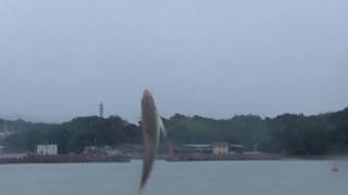 今日のサビキ釣りは中アジ、石鯛3匹、キチヌ5匹、大きなアカメフグが釣れました！9月29日土曜日