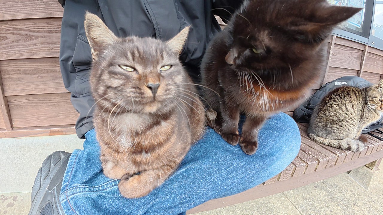 Две чёрные кошки сидят на коленях у человека, чтобы согреться.