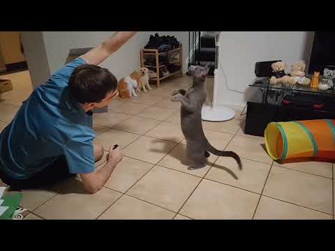 My Cat Doing Tricks - (Russian Blue cats are Smart)