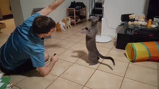 My Cat Doing Tricks - (Russian Blue cats are Smart)