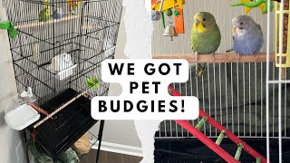 Buying Pet Budgies From PetSmart. New Bird Cage Upgrade From Amazon. Weekly Vlog.