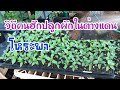 วิธีปลูกโหระพา แบบบ้านๆทั่วไป 2018/05/25