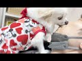 【衝撃映像注意】犬が「逆くしゃみ」をする瞬間【飼い主の帰宅が嬉しすぎた】